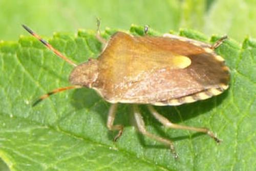 Réf. 125 423 : Peribalus strictus vernalis