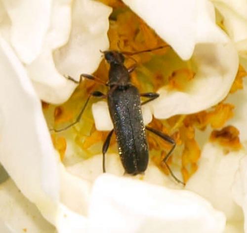 Grammoptera ruficornis