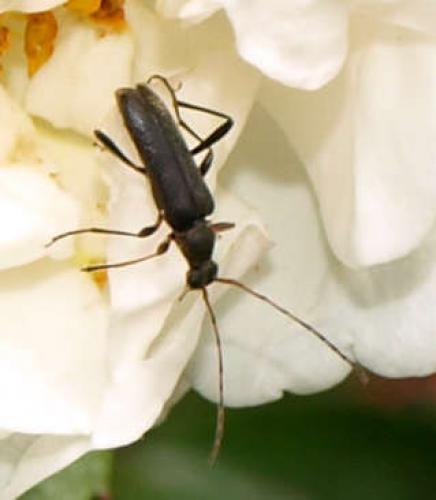 Réf. 125 449 : Grammoptera ruficornis