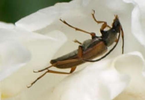 Alosterna tabacicolor