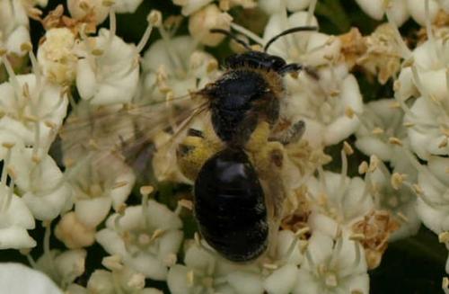 Andrena sp.