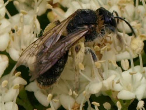 Réf. 125 463 : Andrena sp.