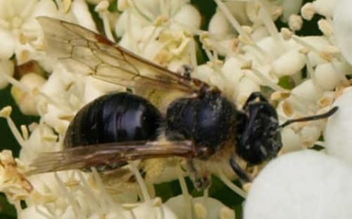 Réf. 125 464 : Andrena sp.