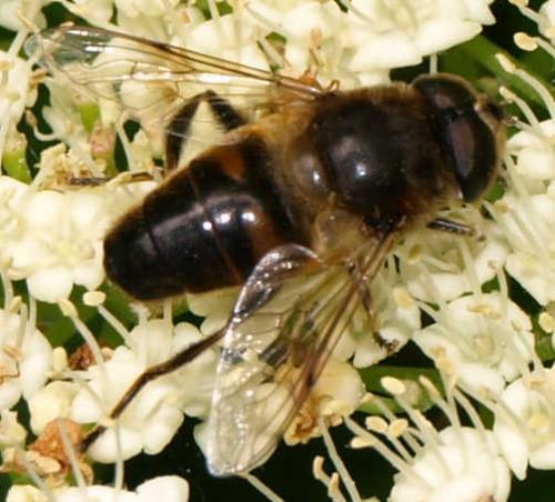 Eristalis tenax