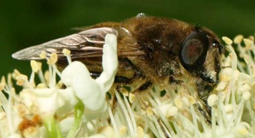 Eristalis tenax