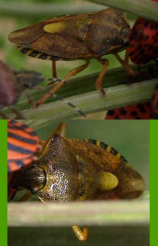 Carpocoris purpureipennis