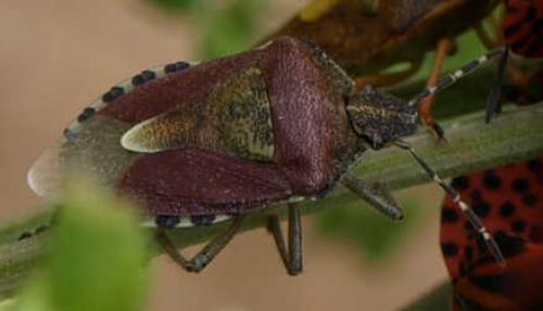 Réf. 125 477 : Dolycoris baccarum