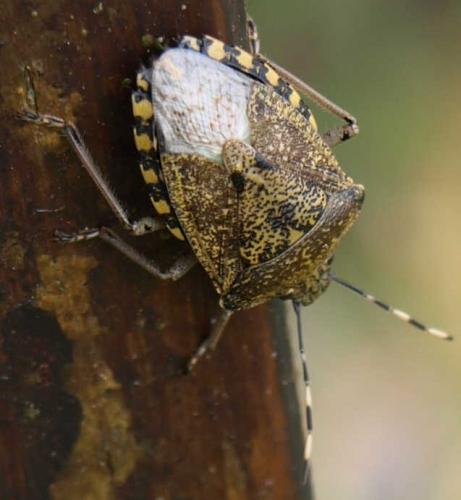 Réf. 125 482 : Rhaphigaster nebulosa