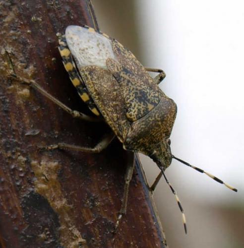Réf. 125 483 : Rhaphigaster nebulosa