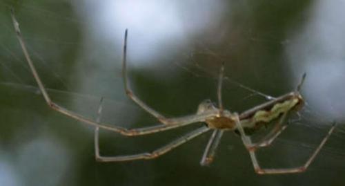 Réf. 125 484 : Tetragnatha sp.