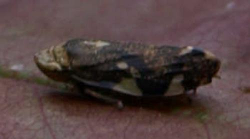 Philaenus spumarius