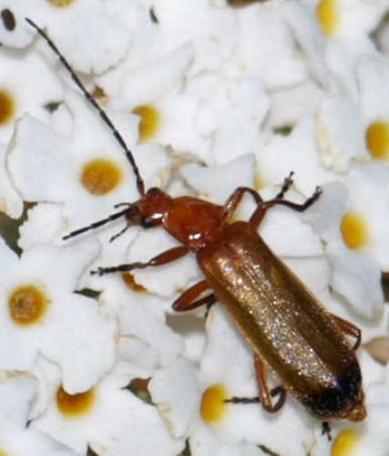 Rhagonycha fulva