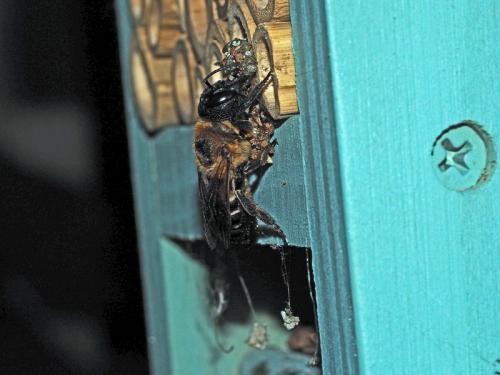 Megachile sculpturalis
