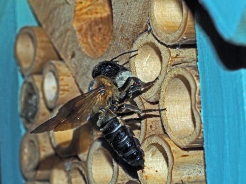 Réf. 125 718 : Megachile sculpturalis