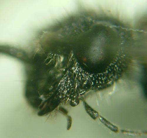Réf. 125 738 : Smicromyrme sp.