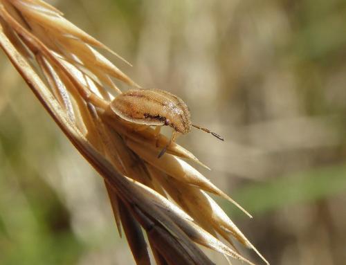 Réf. 125 036 : Aelia acuminata