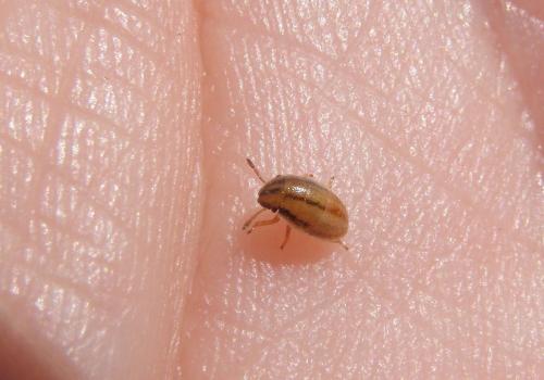 Aelia acuminata