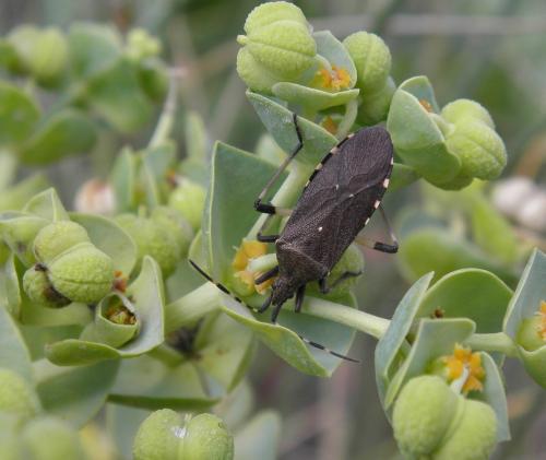 Réf. 125 043 : Dicranocephalus agilis