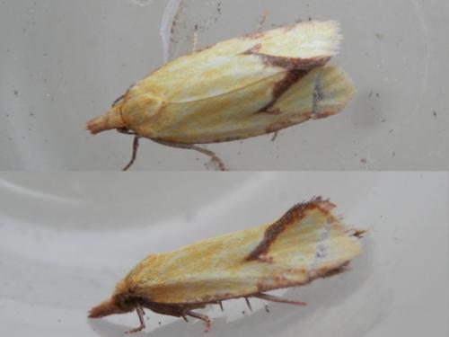 Réf. 125 146 : Agapeta hamana