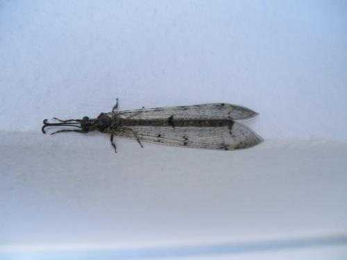 Réf. 125 309 : Distoleon tetragrammicus