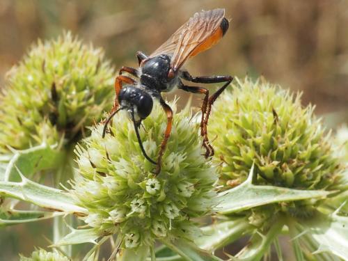 Sphex funerarius