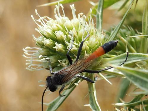 Podalonia luffii