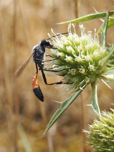 Podalonia luffii