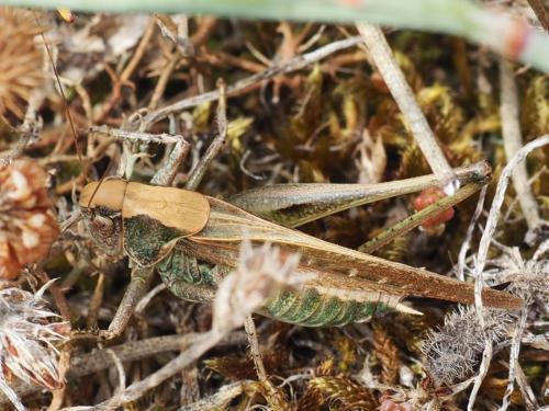 Réf. 125 628 : Platycleis sp.