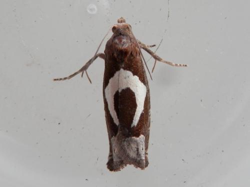Epiblema foenella