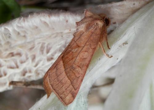 Réf. 125 416 : Hydraecia micacea