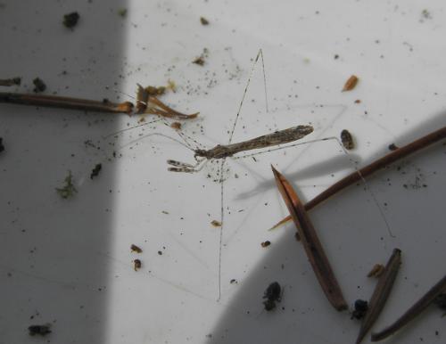 Réf. 125 709 : Empicoris sp.