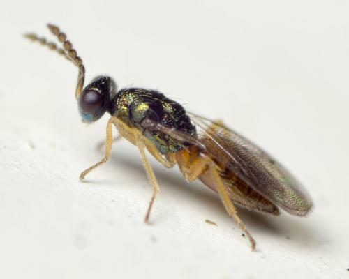 Pnigalio sp.