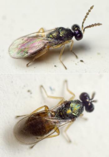 Réf. 125 634 : Pnigalio sp.