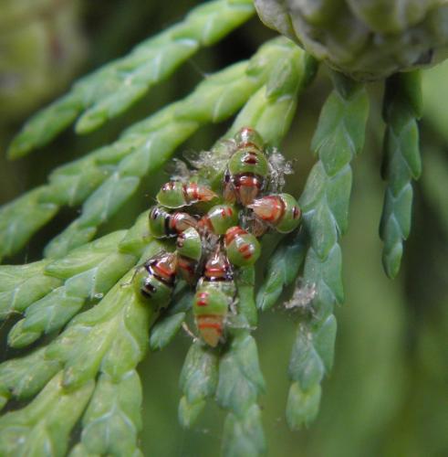 Cyphostethus tristriatus