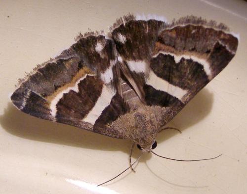 Réf. 125 646 : Grammodes stolida