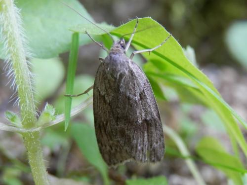 Pachycnemia hippocastanaria