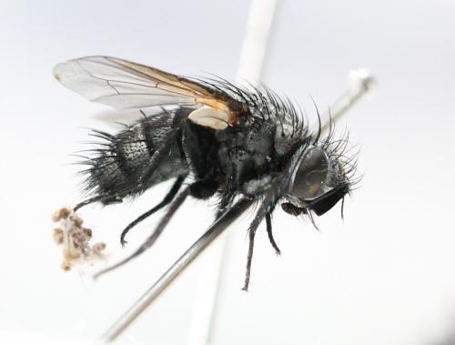 Réf. 125 340 : Pachystylum bremii
