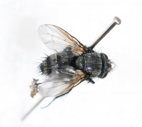 Réf. 125 342 : Pachystylum bremii