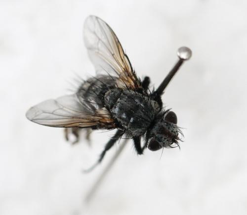 Réf. 125 341 : Pachystylum bremii