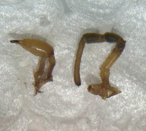 Mitopus glacialis