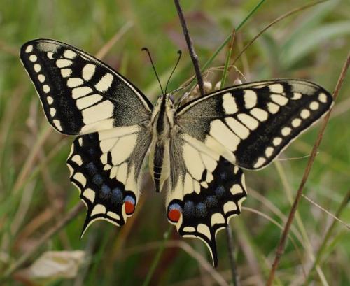Réf. 125 370 : Papilio machaon