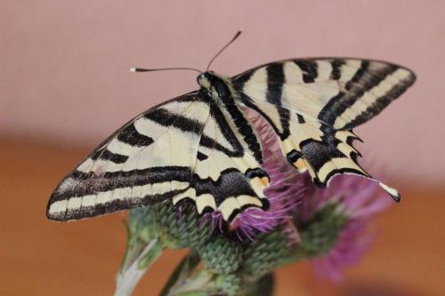 Papilio alexanor