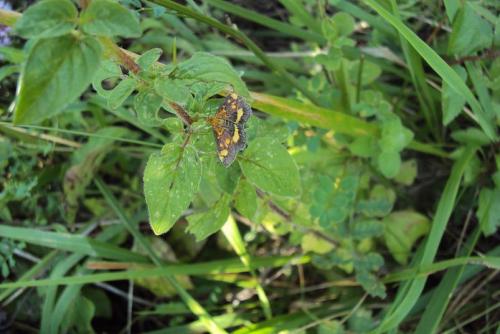 Pyrausta aurata