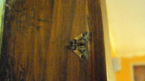 Pyralis farinalis