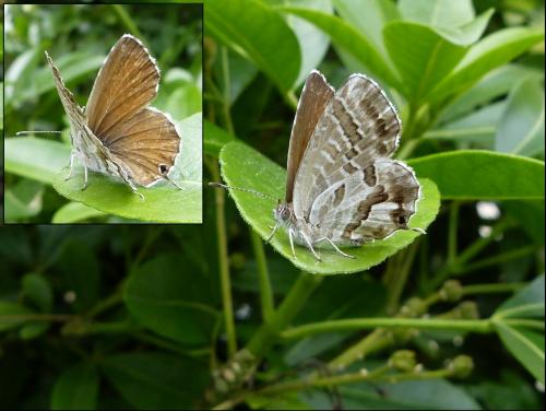 Cacyreus marshalli