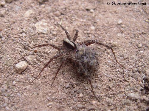 Pardosa sp.