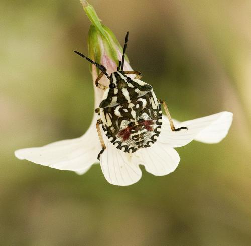 Réf. 125 511 : Carpocoris pudicus