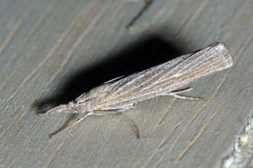 Réf. 125 162 : Pediasia luteella