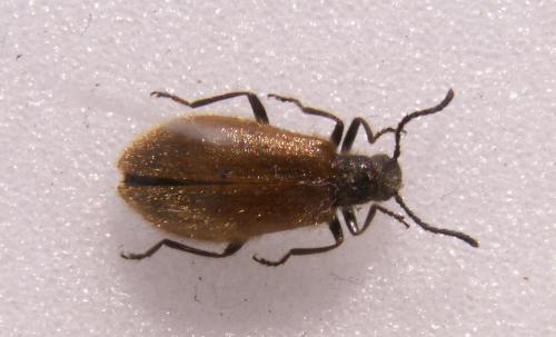 Réf. 125 366 : Lagria sp.
