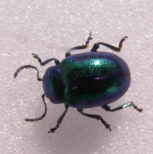 Chrysolina sp.